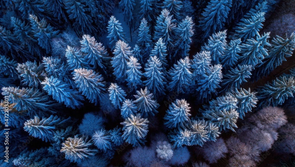Poster Aerial view of a winter forest, showcasing snow-covered evergreen trees from above, creating a stunning blue and white pattern. : Generative AI
