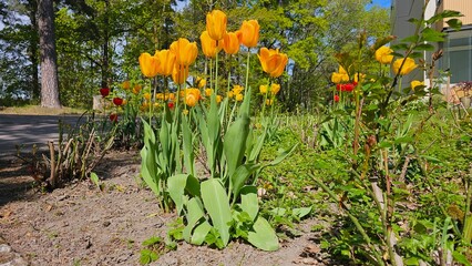 Tulips (Tulipa) are a genus of spring-blooming perennial herbaceous bulbiferous geophytes (having...
