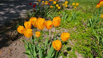 Tulips (Tulipa) are a genus of spring-blooming perennial herbaceous bulbiferous geophytes (having...