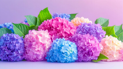 Fototapeta premium A vibrant arrangement of colorful hydrangeas