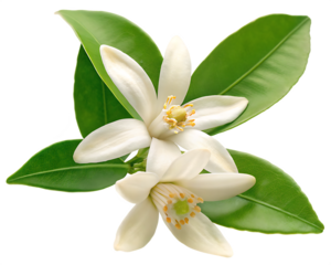 citrus flower with green leaves isolated on white background PNG