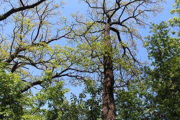 trees in the park, tree with blue sky