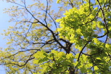 Green leaves are blooming on spring trees and the sky
