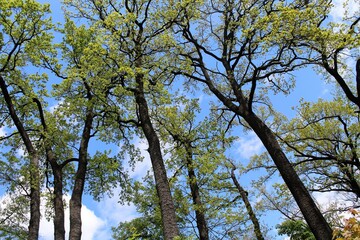 Fototapeta premium spring trees in the park and blue sky