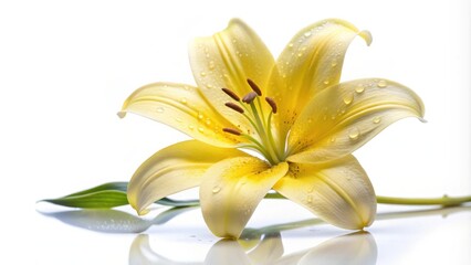 A single pale yellow lily blossom with dew drops, elegantly posed against a bright white background