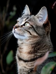 A tabby cat gazes upward, its amber eyes gleaming, fur textured and highlighted by natural light filtering through surrounding foliage, a captivating portrait of feline grace and curio : Generative AI