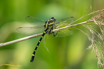 Striking Black and Yellow Dragonfly Perched on a Reed