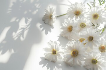 White Daisies with Soft Sunlight and Shadows on White Background