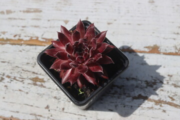 rojnik Plum Frosting Sempervivum śliwka