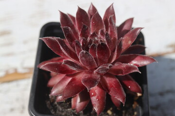 rojnik Plum Frosting Sempervivum śliwka