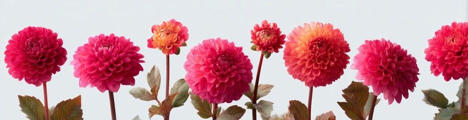 Beautiful Dahlias in Various Shades of Pink