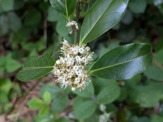Flowers of European Holly (Ilex aquifolium)