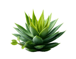 Fototapeta premium [Transparent Background PNG]Aloe Vera Plant Close Up Image