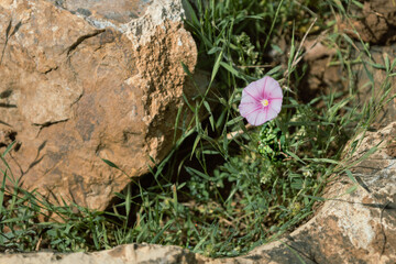 Close-up of a pink flower growing near rocks in spring. Natural floral scene.