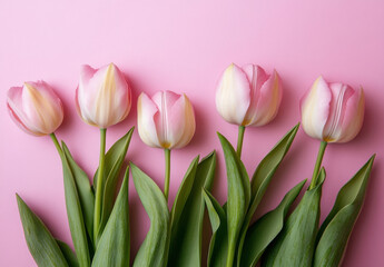 Obraz premium Five delicate pink tulips arranged in a row against a soft pink background, showcasing their elegant petals and vibrant green leaves. : Generative AI