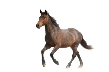 [Transparent Background PNG]Running Horse on White Background
