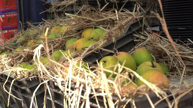 Fresh mangoes from Indian farm, Mumbai market 
