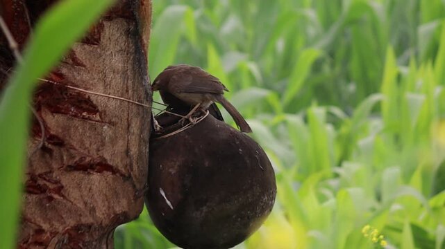 bird eating dates juce