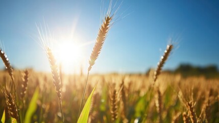 Fototapeta premium Golden wheat stalks bathed in sunlight, a vibrant summer harvest scene in a field of ripe grain, showcasing the beauty of nature's bounty. : Generative AI