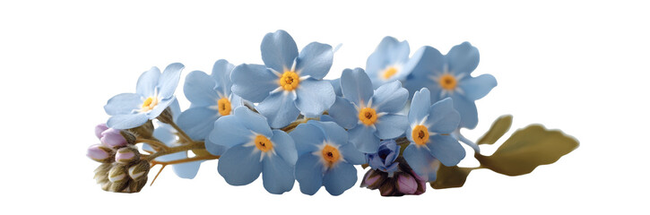 [Transparent Background PNG]Delicate Forget-Me-Nots on a Light Background