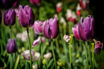 purple tulips in the garden