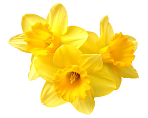 yellow daffodil flowers isolated on white background PNG © moin
