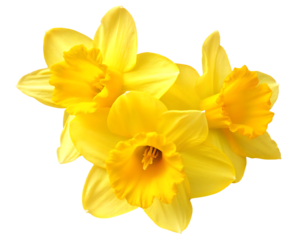 yellow daffodil flowers isolated on white background PNG