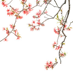 Fototapeta premium Tree branch flower Photo Overlays png