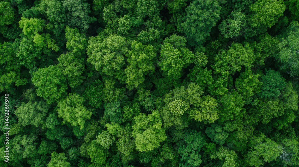 Poster aerial view of a lush, green forest canopy, showing dense treetops from directly above. the vibrant 
