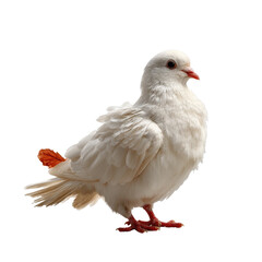 Obraz premium [Transparent Background PNG]White Dove Closeup on White Background