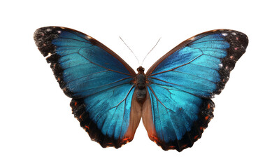 Obraz premium [Transparent Background PNG]Stunning Blue Morpho Butterfly Close-up
