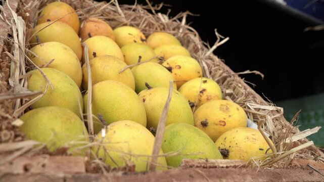 Fresh mangoes from Indian farm, Mumbai market 