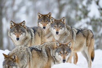 Obraz premium Photorealistic Close-Up of Grey Wolf Pack in Natural Habitat with Intense Expressions and Sharp Detail