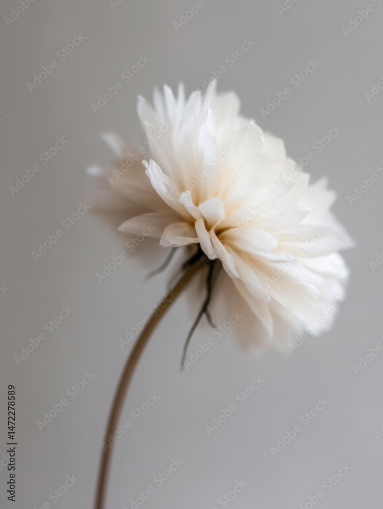 Aufkleber single delicate off-white flower with a slender stem, elegantly posed against a muted gray backdrop.