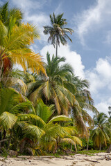 Palm trees along the beach on an island in the San Blas Islands, on the Caribbean coast of Panama