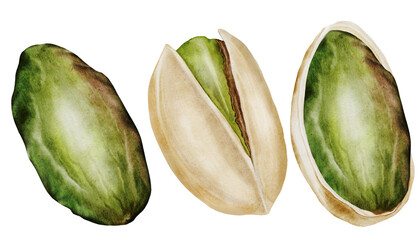 Pistachio watercolor set. Hand drawn bundle nut with shell and leaves isolated on white background. Realistic snack clip art. Ideal for logo, product packaging, banner