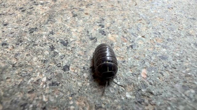 Black woodlouse navigating gray concrete surface, revealing intricate movement and segmented body in close up macro perspective