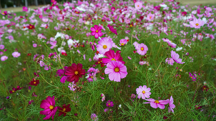 Naklejka premium Wild flowers in a sunny spring day.