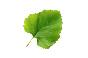 Fototapeta premium Single vibrant green leaf isolated on perfect for nature designs and botanical illustrations ideal for on transparent background
