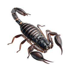 Magnificent Black Scorpion: Nature's Intriguing Predator