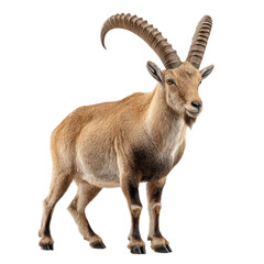Majestic Mountain Goat with Impressive Horns on white background