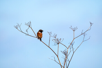 Male European Stonechat perched on a branch.