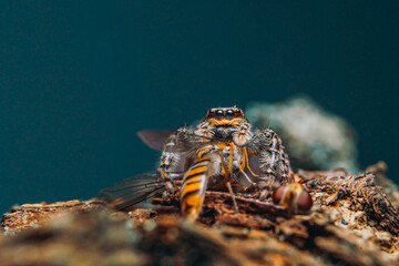 Close up of a jumping spider and his prey