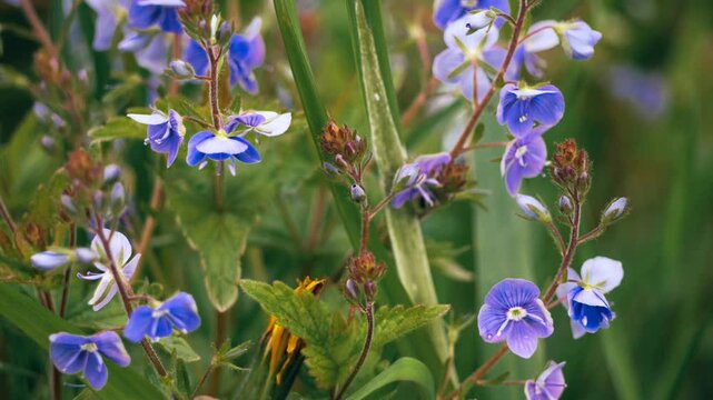  A close-up shot of delicate blue and white Germander speedwell flowers (Veronica chamaedrys), showcasing their small size and intricate details