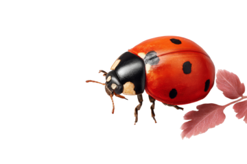 [Transparent Background PNG]Close-up View of a Ladybug on a White Background