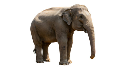 Elephant Standing on Transparent Background in Natural Pose