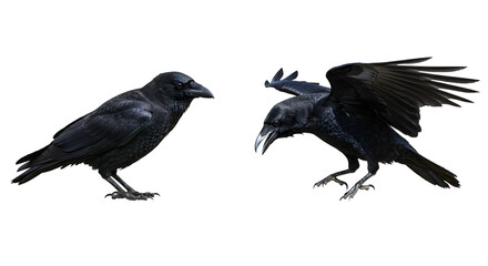 Two Black Ravens Displaying Different Poses on Transparent Background