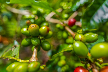 Organic Colombian coffee with farmers picking on the farm. harvesting robusta and arabica coffee berries by farmers hands, worker harvests arabica coffee berries on its branch, harvest concept.