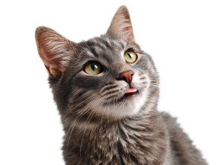 [Transparent Background PNG]Close Up Grey Cat Portrait