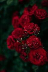 red roses in the garden, red roses bouquet